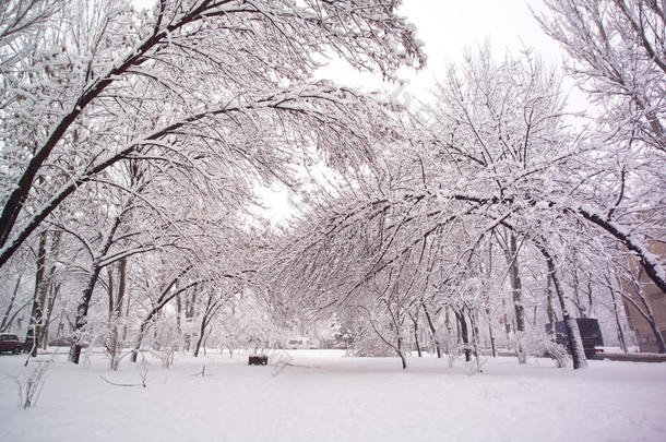 冬季公园积雪的树干