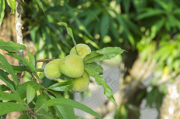 小桃子