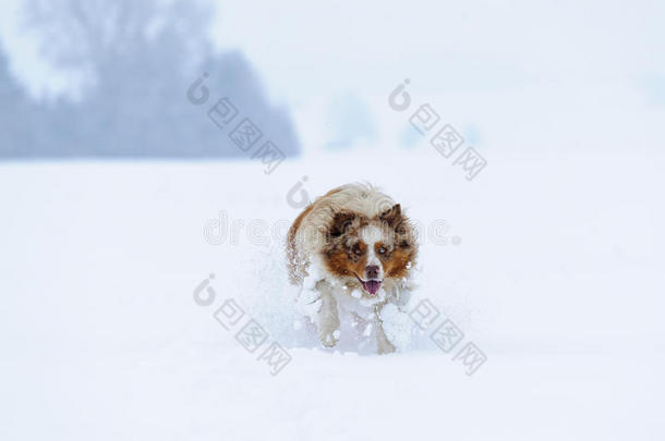 澳大利亚牧羊犬在<strong>雪地里奔跑</strong>