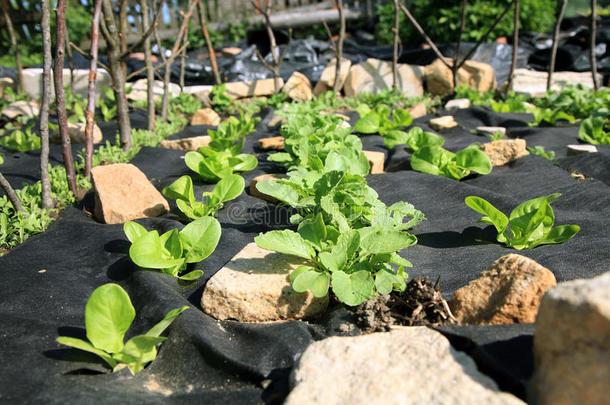 建造一个蔬菜和草本植物的正式花园。