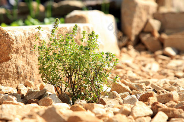 建造一个蔬菜和草本植物的正式花园。