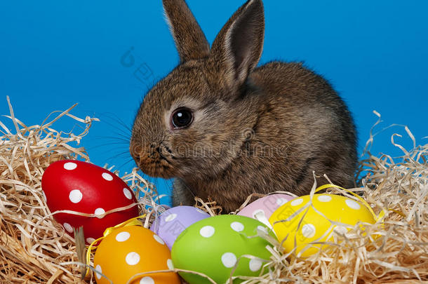 可爱的小兔子和复活节彩蛋