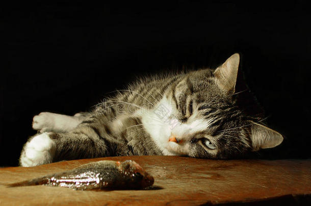 猫躺着看鱼