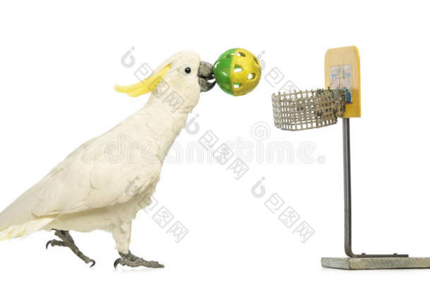 硫磺冠凤头鹦鹉，30岁，打篮球，嘴里叼着球