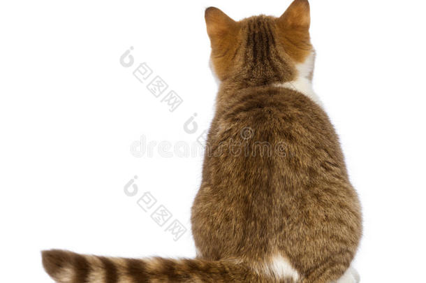 3.5个月大的英国短毛小猫坐着抬头仰视的后视图