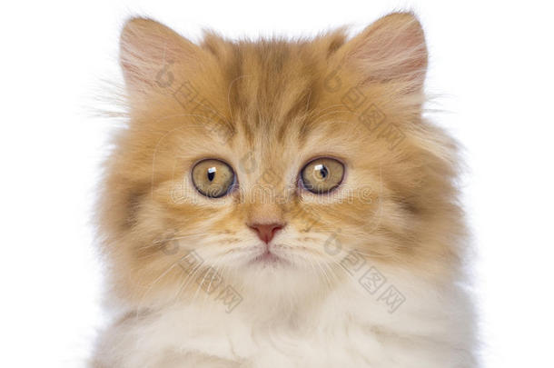 一只2个月大的英国长发小猫的特写镜头