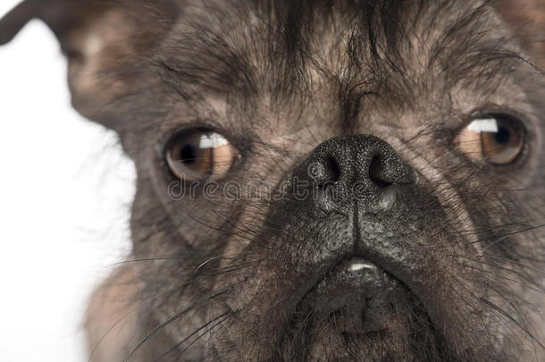 一只无毛混血狗的特写镜头，混入一只法国斗牛犬和一只中国冠毛狗，看着镜头