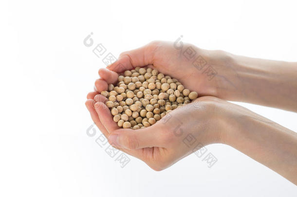 生大豆