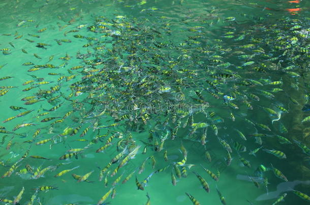 泰国海的鱼，克拉比海