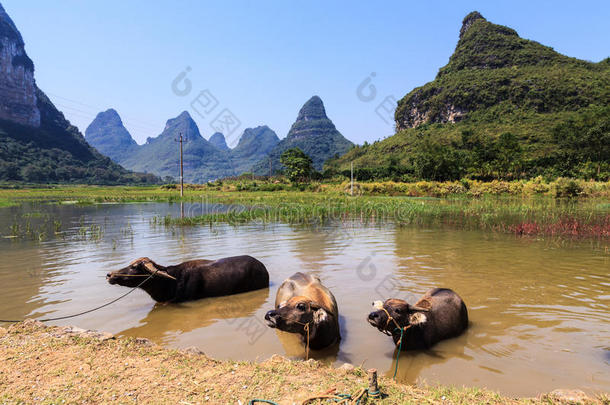 亚洲牛在水中降温