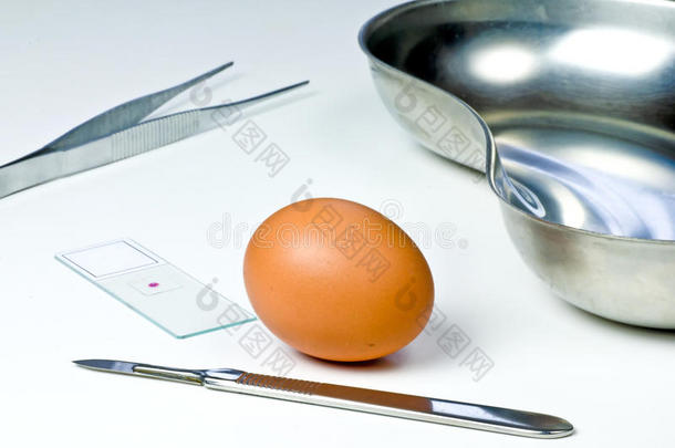 鸡蛋检验