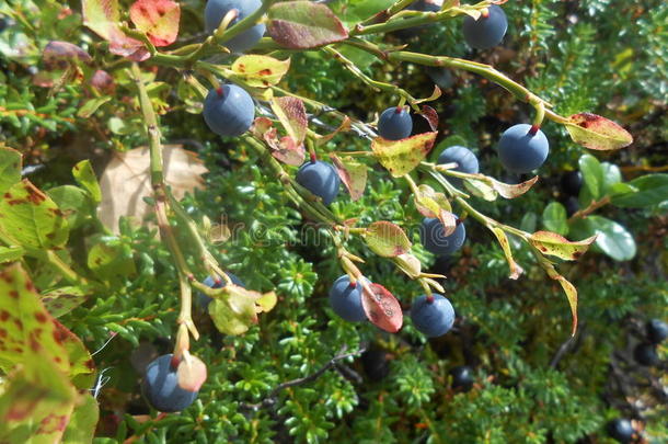 森林中的蓝莓