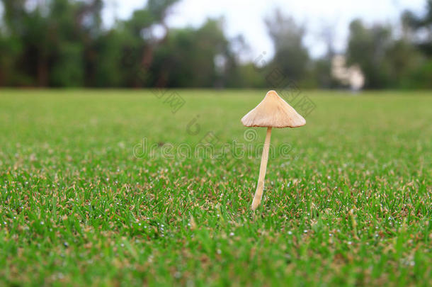 绿野蘑菇