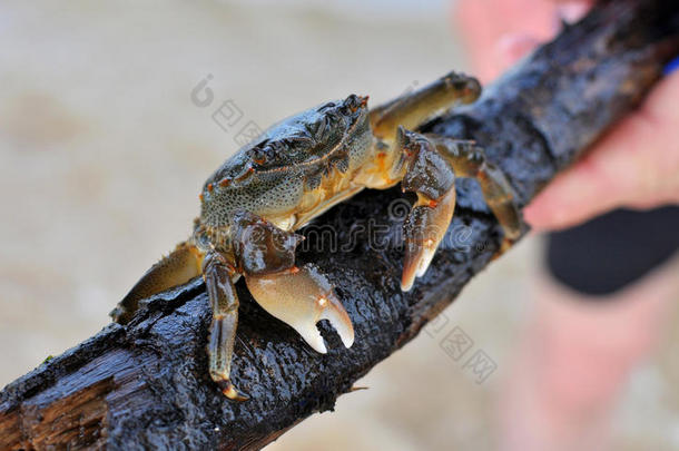 在海水中发现的澳大利亚<strong>小螃蟹</strong>