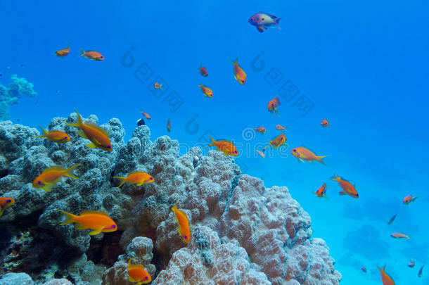 热带海底有珊瑚和异国鱼类的彩色珊瑚礁