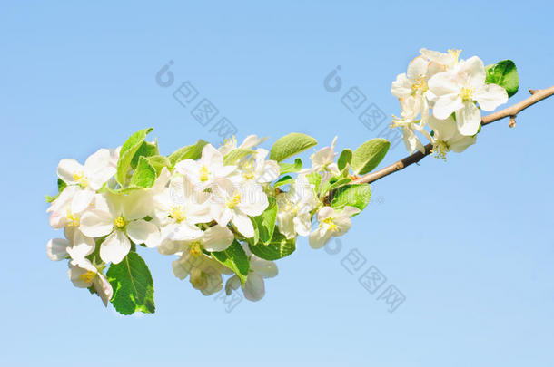 蓝天上开满鲜花的苹果树枝