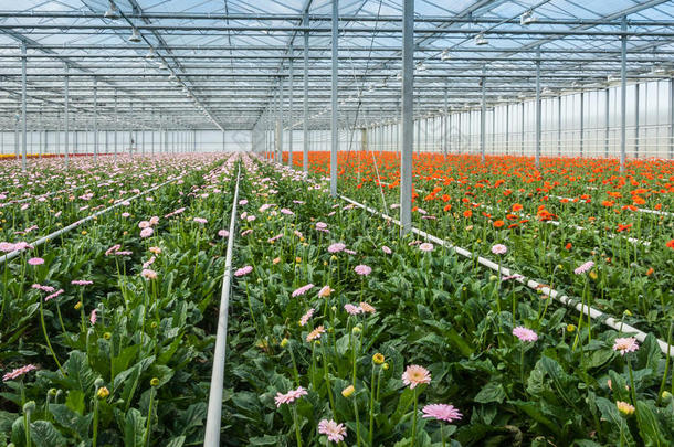 现代花卉苗圃中粉红色和橙色开花的沙田鼠