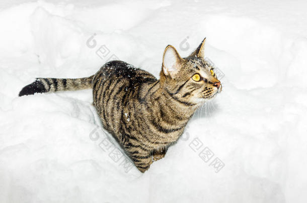 泰比猫在冬天的大<strong>雪中漫步</strong>