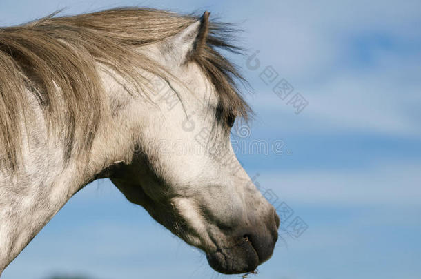 一匹漂亮的灰色小马的<strong>头像</strong>