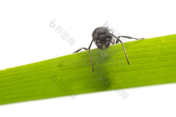 蚂蚁从草地上<strong>往下</strong>看