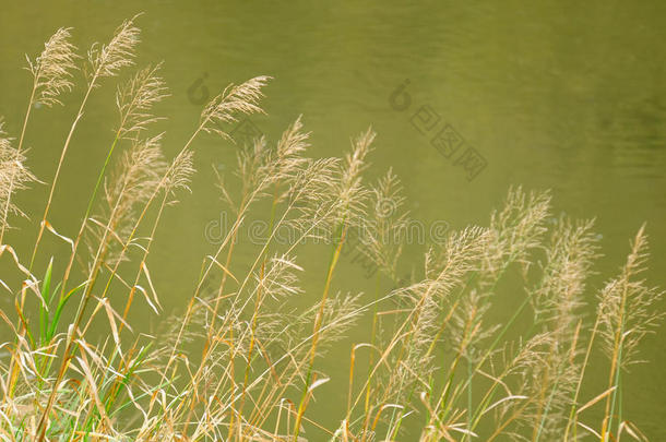 沿河生长的青草