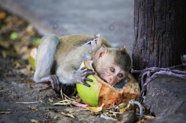 一只可爱的小猴子在吃椰子。