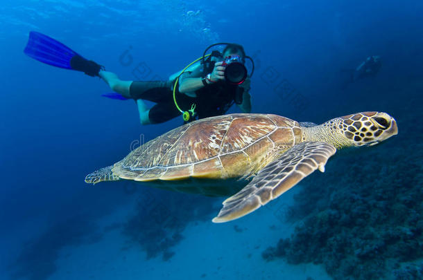 红海潜水员拍摄的海龟绿海龟