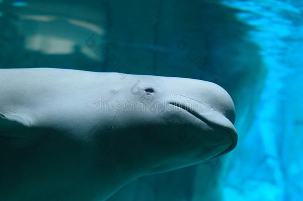 动物北极的白鲸金丝雀鲸目动物
