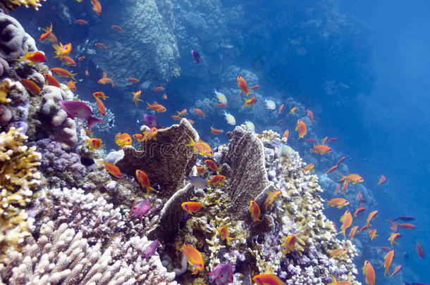 热带海底的彩色珊瑚礁，有硬珊瑚、火珊瑚和奇异鱼类安提亚