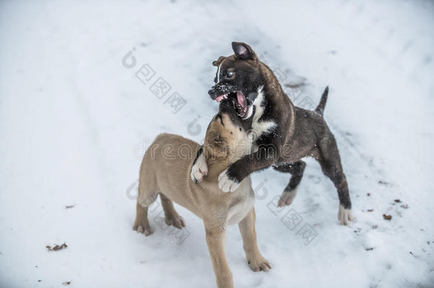 两只小狗在雪地里嬉戏打闹