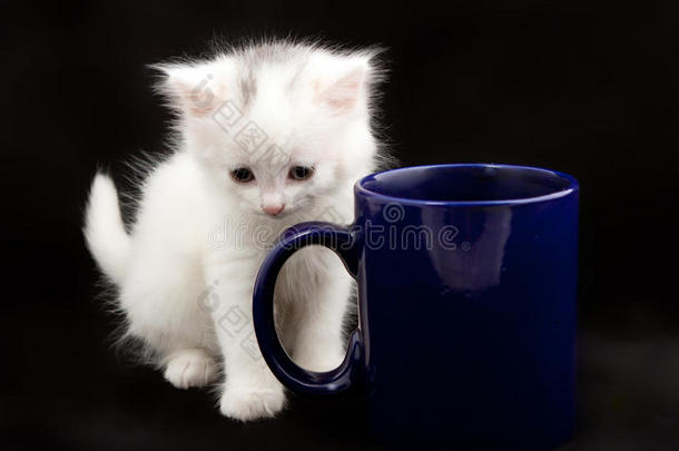 美丽的白色小猫坐在蓝色的<strong>大杯子</strong>旁边