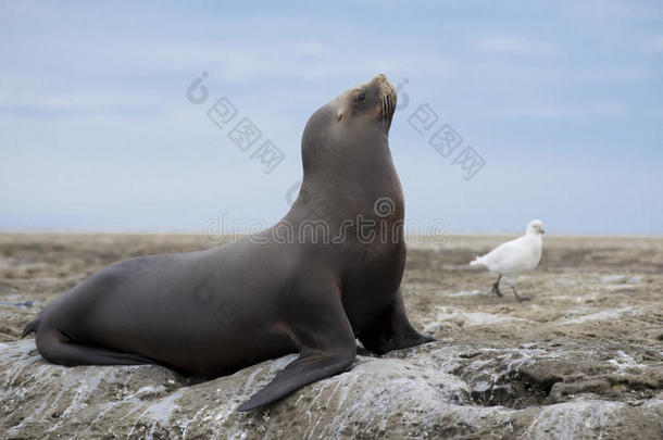 南美海狮