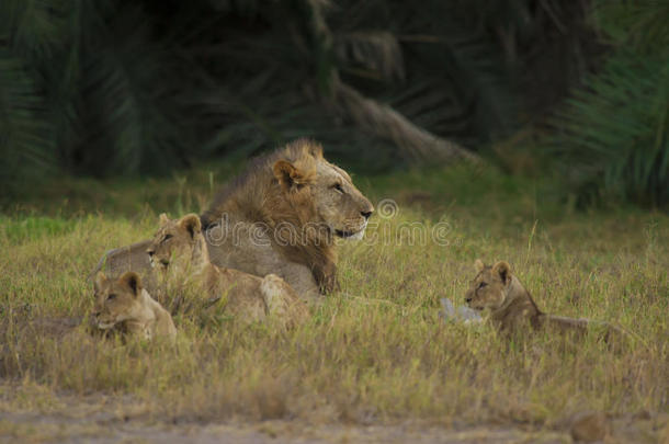 大草原上的狮子和他的幼崽