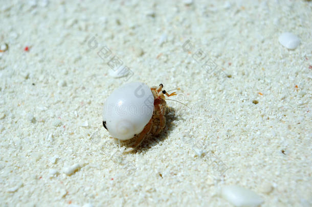 <strong>小螃蟹</strong>爬向大海的特写镜头