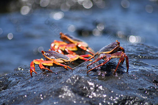 潮湿岩石上的红螃蟹和黑螃蟹