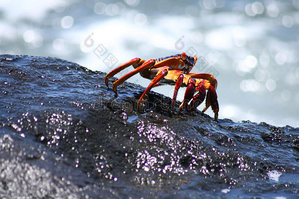水边潮湿岩石上的红螃蟹和黑螃蟹