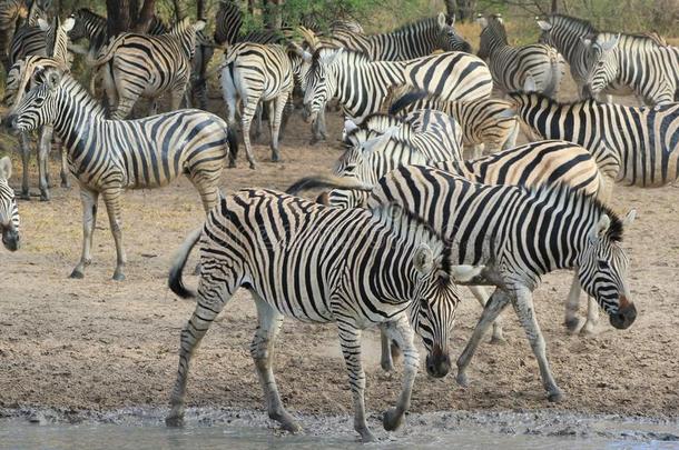 非洲野生动物-斑马，斑马镇的中心