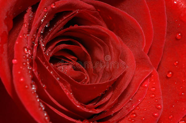 完美的红色玫瑰花瓣与水滴紧密相连