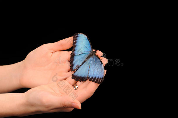 蝴蝶坐在手上