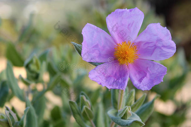 白僵菌<strong>花</strong>（岩玫瑰，太阳玫瑰）