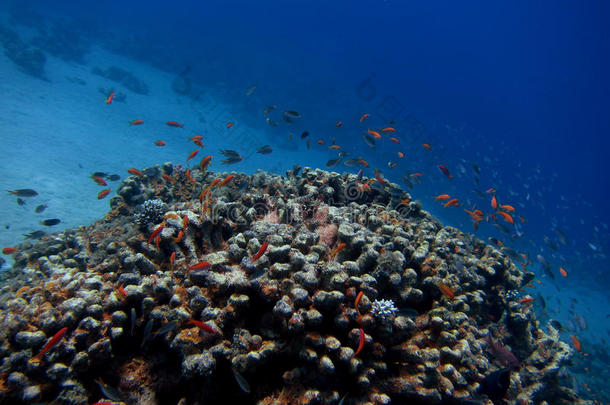 色彩斑斓的珊瑚礁，鱼多