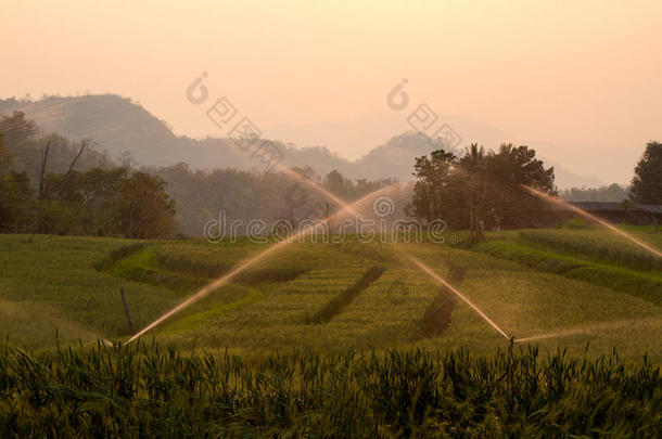 稻田浇水