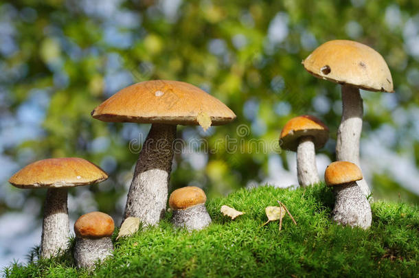 森林里的两科蘑菇，幻想