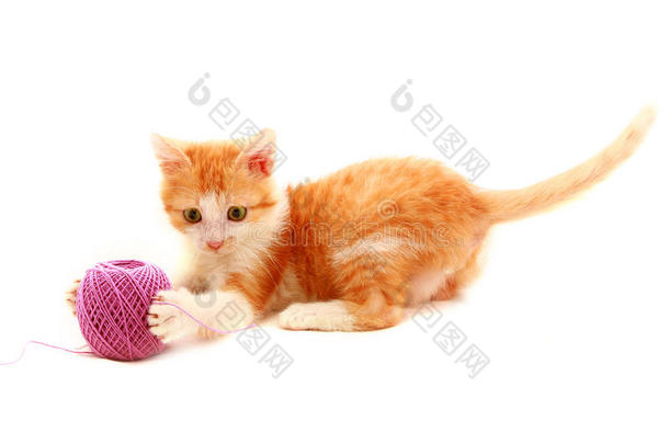 玩毛线球的红小猫