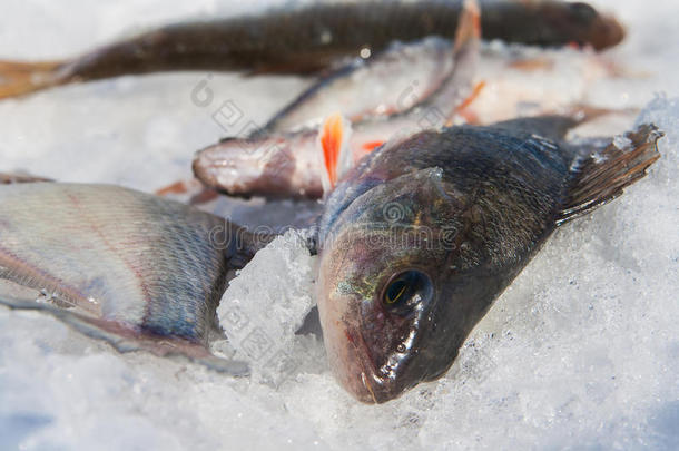 河鱼躺在雪上。冬季捕鱼