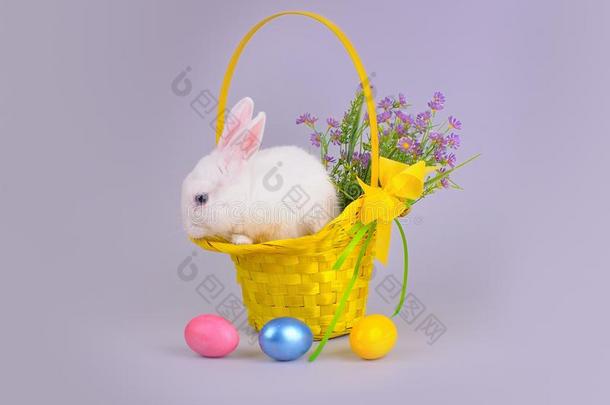 <strong>花篮</strong>里装着<strong>鲜花</strong>和复活节彩蛋的毛茸茸的白兔
