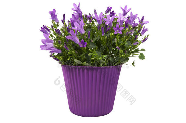 钟状紫色花