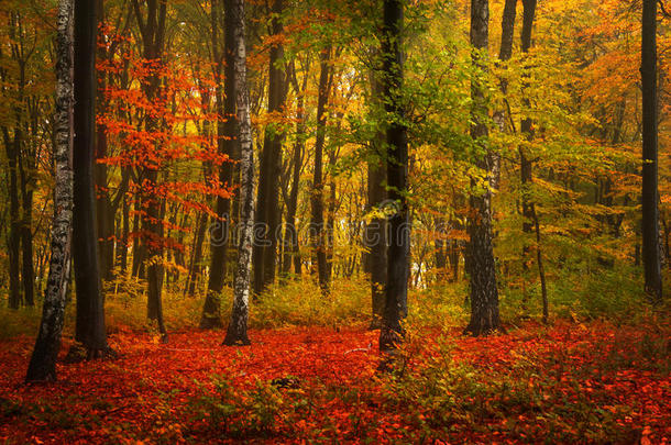 秋天美丽的森林