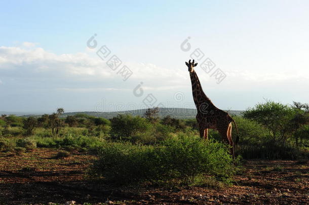 非洲丛林国家的长颈鹿