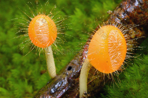 橘黄色毛蘑菇。
